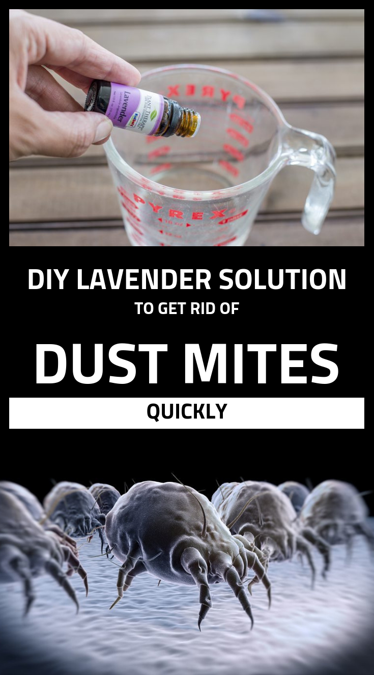 Diy Lavender Solution To Get Rid Of Dust Mites Quickly | xCleaning.net How Can I Get Rid Of Dirt