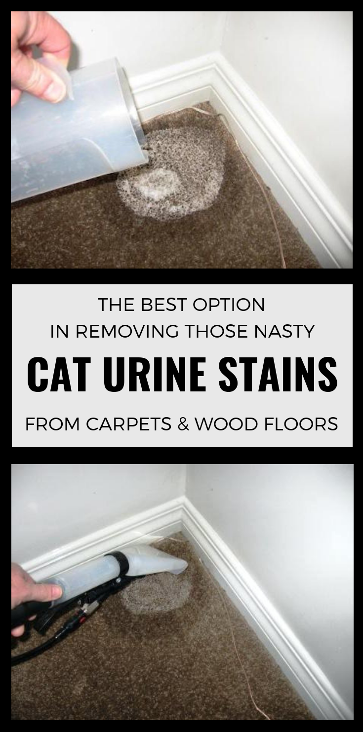 The Best Option In Removing Those Nasty Cat Urine Stains From