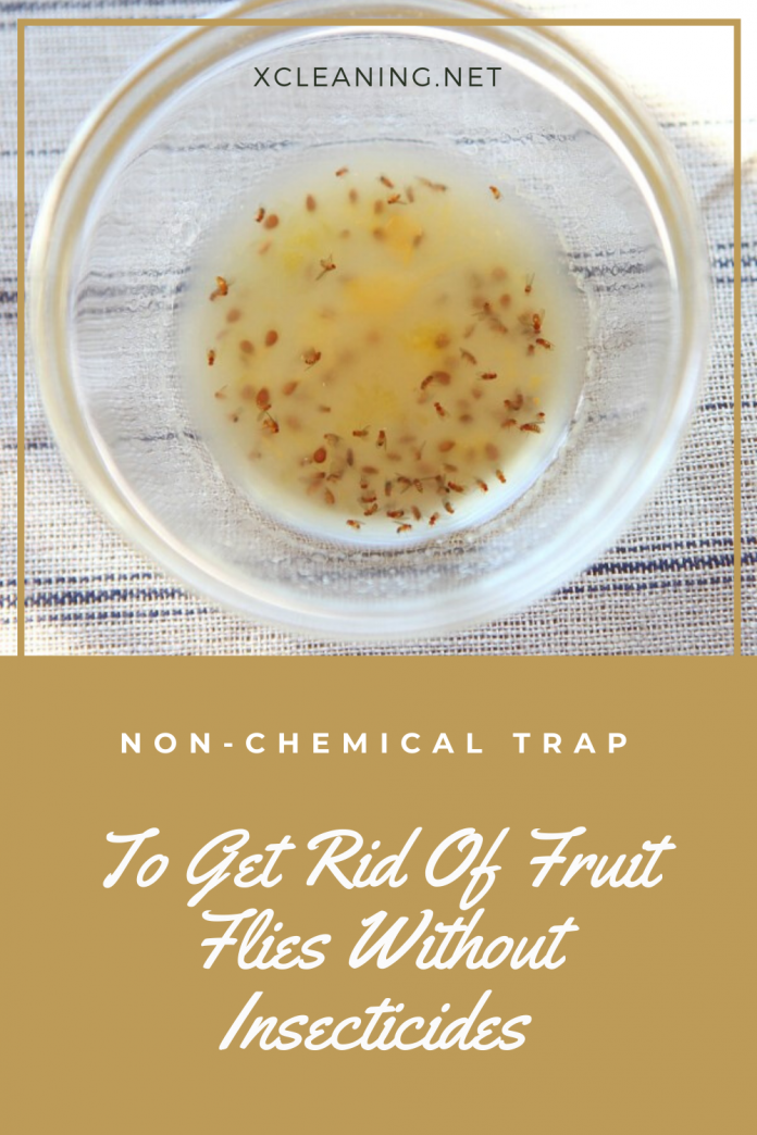 Non-Chemical Trap To Get Rid Of Fruit Flies Without Insecticides | xCleaning.net - Your Cleaning - How To Get Rid Of Fruit Flies Without Vinegar