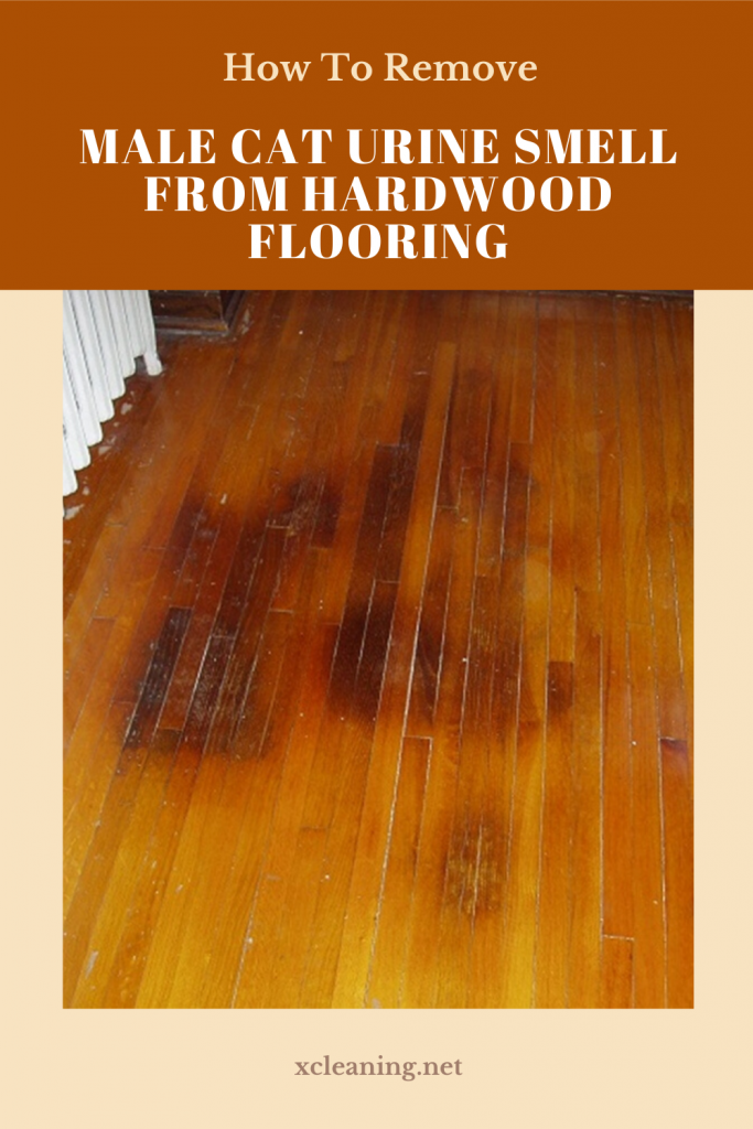 How To Remove Male Cat Urine Smell From Hardwood Flooring | xCleaning