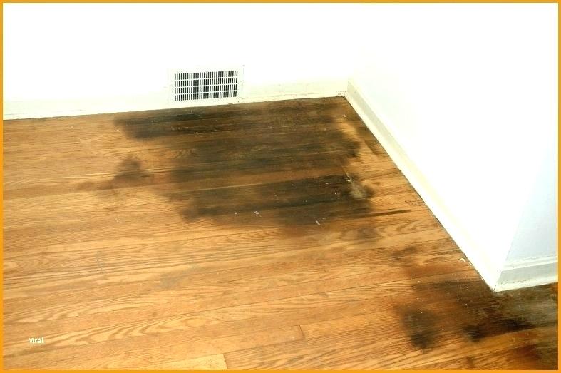 Cat Urine Smell From Hardwood Flooring