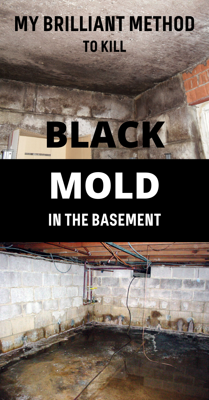 My Brilliant Method To Kill Black Mold In The Basement  xCleaning